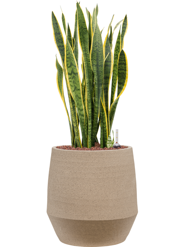 Sansevieria trifasciata 'Laurentii' in Humus Office Plant With Pot 88cm Height 29cm Dia