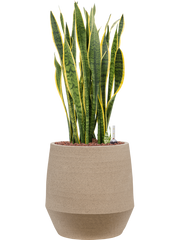 Sansevieria trifasciata 'Laurentii' in Humus Office Plant With Pot 88cm Height 29cm Dia