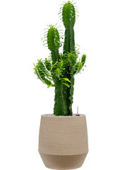 Euphorbia erytrea in Humus Office Plant With Pot 110cm Height 29cm Dia