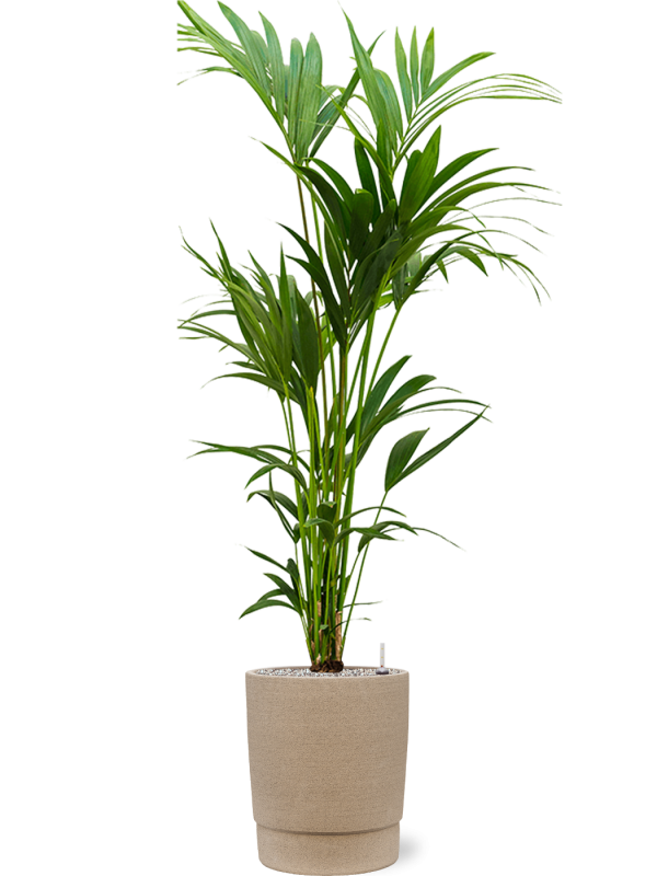 Kentia (Howea) forsteriana in Chao Office Plant With Pot 152cm Height 31cm Dia