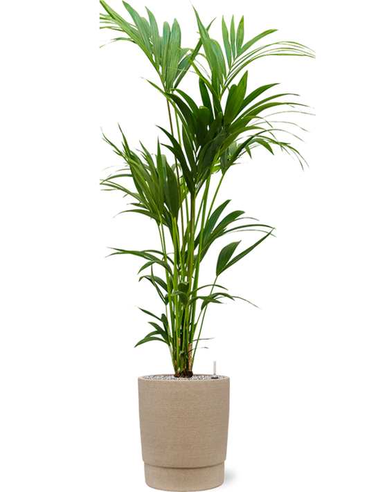 Kentia (Howea) forsteriana in Chao Office Plant With Pot 152cm Height 31cm Dia