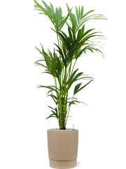 Kentia (Howea) forsteriana in Chao Office Plant With Pot 152cm Height 31cm Dia