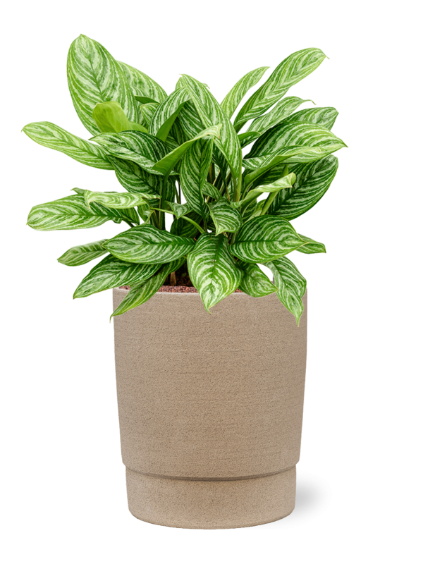 Aglaonema 'Stripes' in Chao Office Plant With Pot 73cm Height 31cm Dia