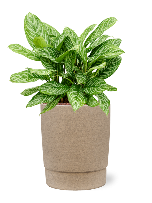 Aglaonema 'Stripes' in Chao Office Plant With Pot 73cm Height 31cm Dia