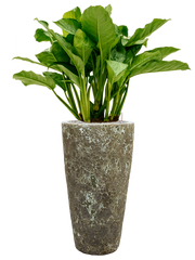 Aglaonema 'Freedman' in Baq Lava Office Plant With Pot 121cm Height 29cm Dia