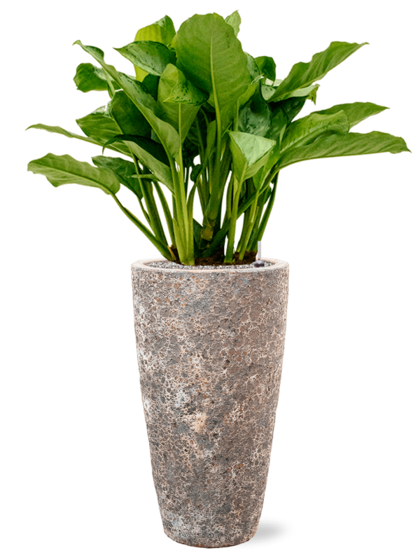 Aglaonema 'Freedman' in Baq Lava Office Plant With Pot 120cm Height 29cm Dia