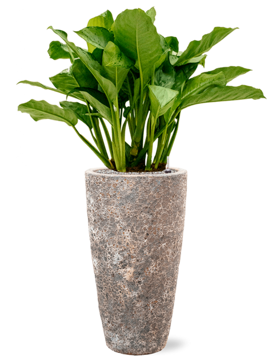 Aglaonema 'Freedman' in Baq Lava Office Plant With Pot 120cm Height 29cm Dia