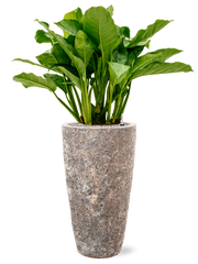 Aglaonema 'Freedman' in Baq Lava Office Plant With Pot 120cm Height 29cm Dia