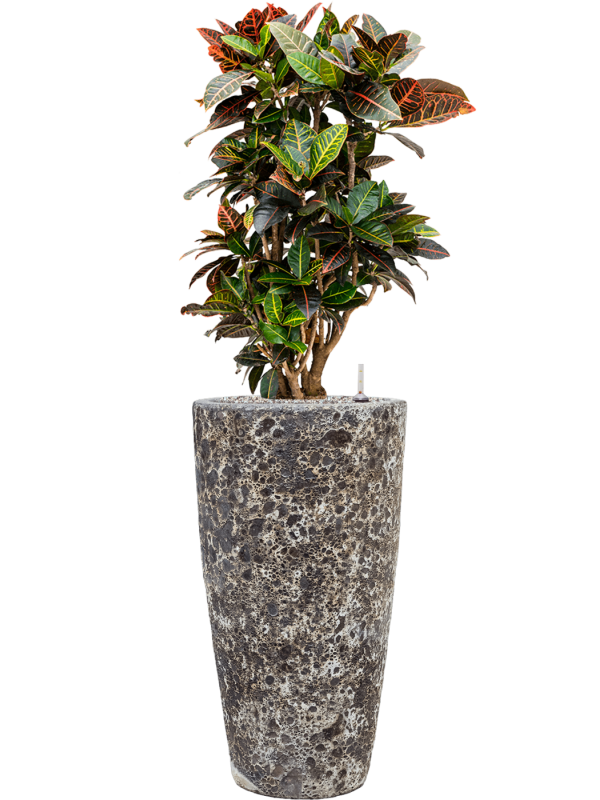 Croton (Codiaeum) variegatum 'Petra' in Baq Lava Office Plant With Pot 128cm Height 29cm Dia