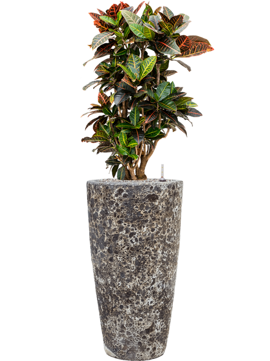 Croton (Codiaeum) variegatum 'Petra' in Baq Lava Office Plant With Pot 128cm Height 29cm Dia