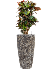 Croton (Codiaeum) variegatum 'Petra' in Baq Lava Office Plant With Pot 128cm Height 29cm Dia