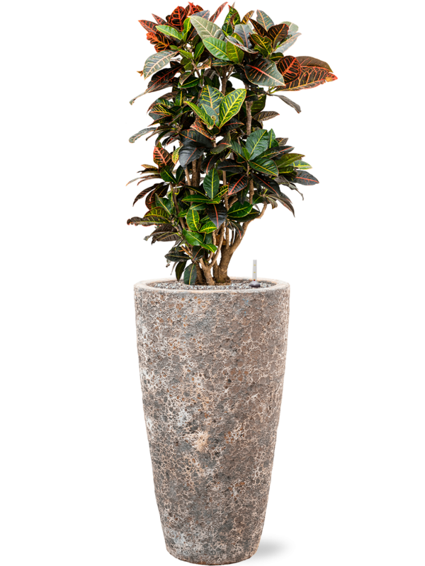 Croton (Codiaeum) variegatum 'Petra' in Baq Lava Office Plant With Pot 127cm Height 29cm Dia