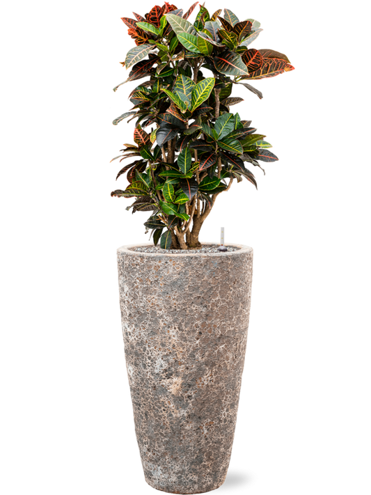 Croton (Codiaeum) variegatum 'Petra' in Baq Lava Office Plant With Pot 127cm Height 29cm Dia