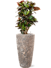 Croton (Codiaeum) variegatum 'Petra' in Baq Lava Office Plant With Pot 127cm Height 29cm Dia