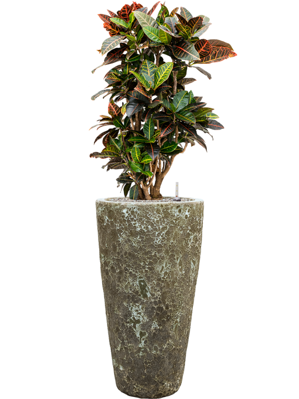 Croton (Codiaeum) variegatum 'Petra' in Baq Lava Office Plant With Pot 128cm Height 29cm Dia