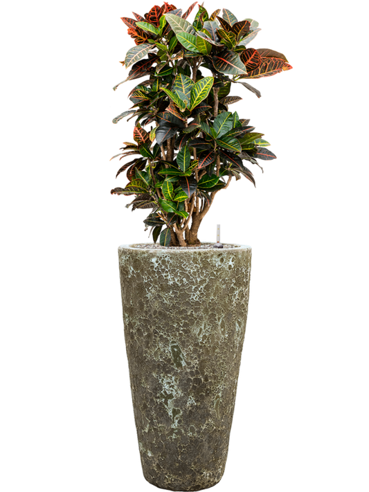 Croton (Codiaeum) variegatum 'Petra' in Baq Lava Office Plant With Pot 128cm Height 29cm Dia