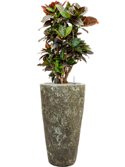 Croton (Codiaeum) variegatum 'Petra' in Baq Lava Office Plant With Pot 128cm Height 29cm Dia