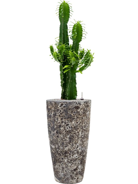 Euphorbia erytrea in Baq Lava Office Plant With Pot 140cm Height 29cm Dia