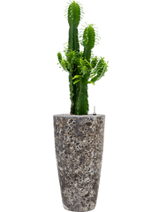 Euphorbia erytrea in Baq Lava Office Plant With Pot 140cm Height 29cm Dia