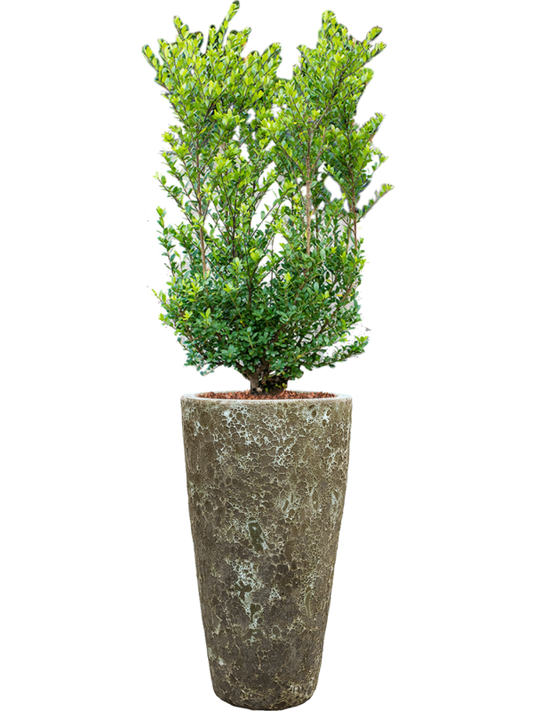 Ilex crenata 'Dark Green' in Baq Lava Office Plant With Pot 144cm Height 29cm Dia