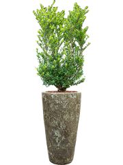 Ilex crenata 'Dark Green' in Baq Lava Office Plant With Pot 144cm Height 29cm Dia