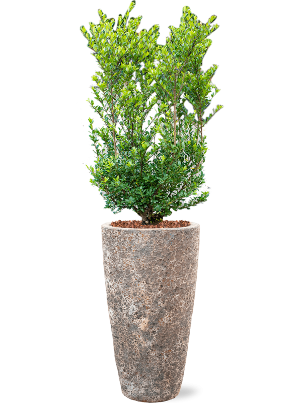 Ilex crenata 'Dark Green' in Baq Lava Office Plant With Pot 143cm Height 29cm Dia