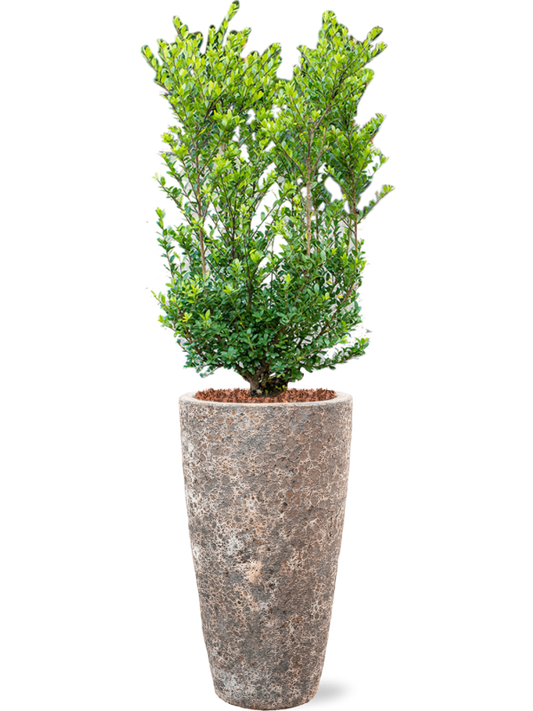 Ilex crenata 'Dark Green' in Baq Lava Office Plant With Pot 143cm Height 29cm Dia