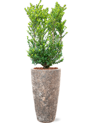 Ilex crenata 'Dark Green' in Baq Lava Office Plant With Pot 143cm Height 29cm Dia