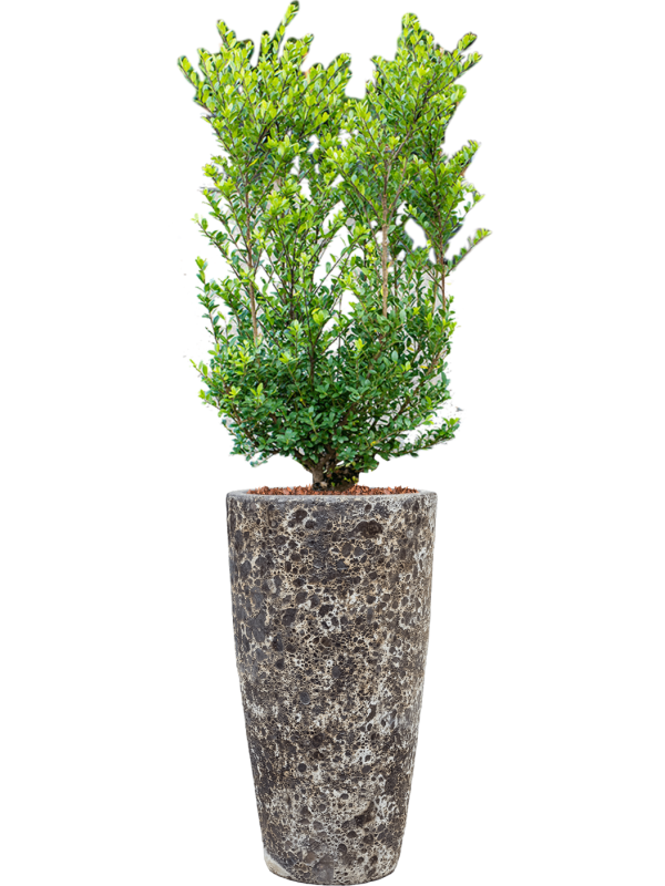 Ilex crenata 'Dark Green' in Baq Lava Office Plant With Pot 144cm Height 29cm Dia