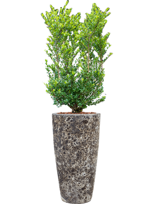 Ilex crenata 'Dark Green' in Baq Lava Office Plant With Pot 144cm Height 29cm Dia