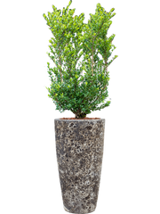 Ilex crenata 'Dark Green' in Baq Lava Office Plant With Pot 144cm Height 29cm Dia