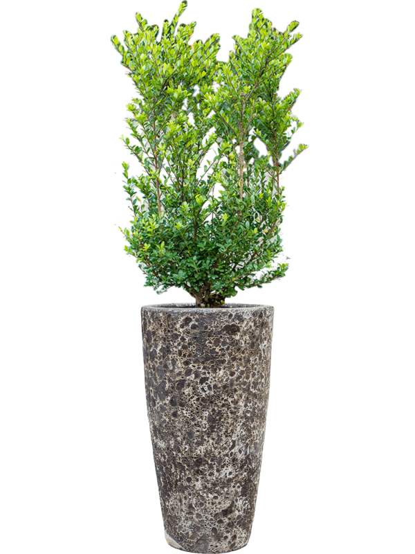 Ilex crenata 'Dark Green' in Baq Lava Office Plant With Pot 144cm Height 29cm Dia