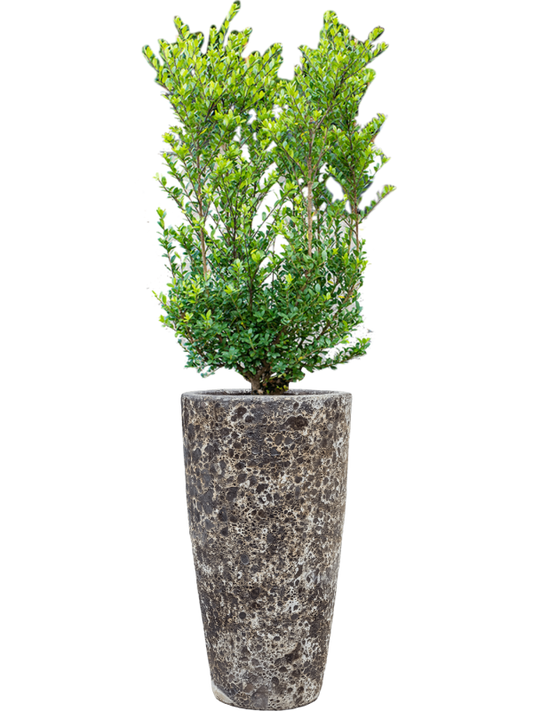 Ilex crenata 'Dark Green' in Baq Lava Office Plant With Pot 144cm Height 29cm Dia