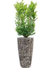 Ilex crenata 'Dark Green' in Baq Lava Office Plant With Pot 144cm Height 29cm Dia