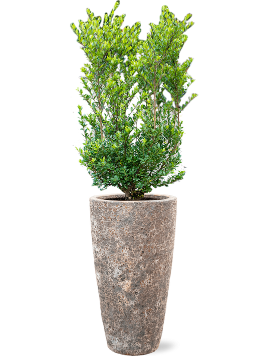 Ilex crenata 'Dark Green' in Baq Lava Office Plant With Pot 143cm Height 29cm Dia