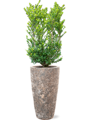 Ilex crenata 'Dark Green' in Baq Lava Office Plant With Pot 143cm Height 29cm Dia