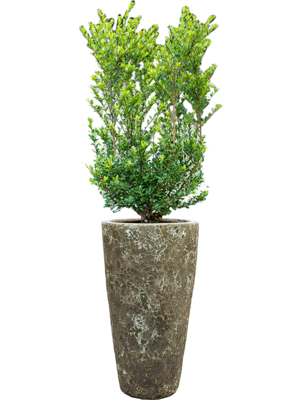 Ilex crenata 'Dark Green' in Baq Lava Office Plant With Pot 144cm Height 29cm Dia