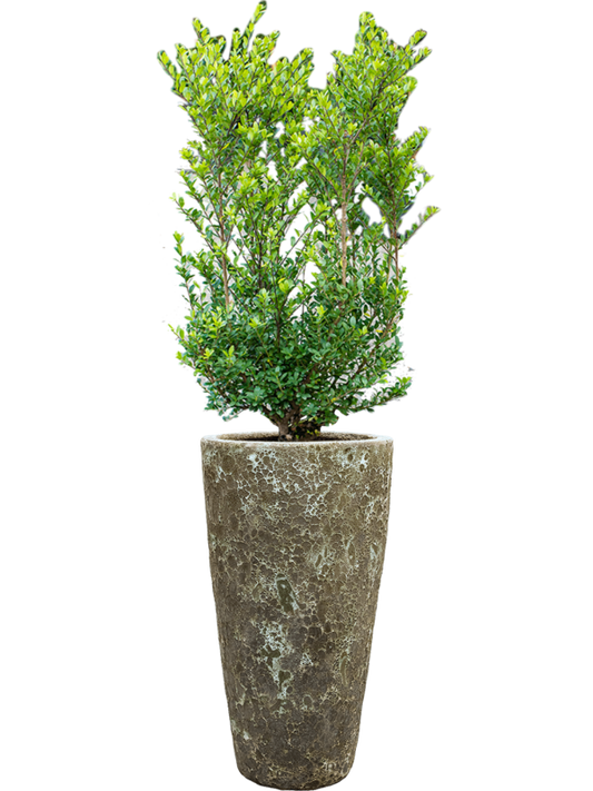 Ilex crenata 'Dark Green' in Baq Lava Office Plant With Pot 144cm Height 29cm Dia