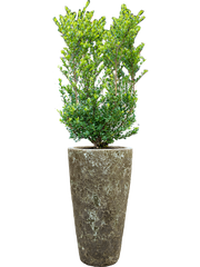 Ilex crenata 'Dark Green' in Baq Lava Office Plant With Pot 144cm Height 29cm Dia