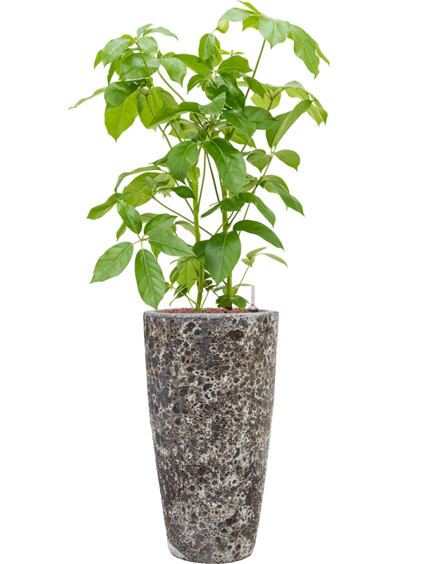 Schefflera actinophylla 'Amate' in Baq Lava Office Plant With Pot 143cm Height 29cm Dia