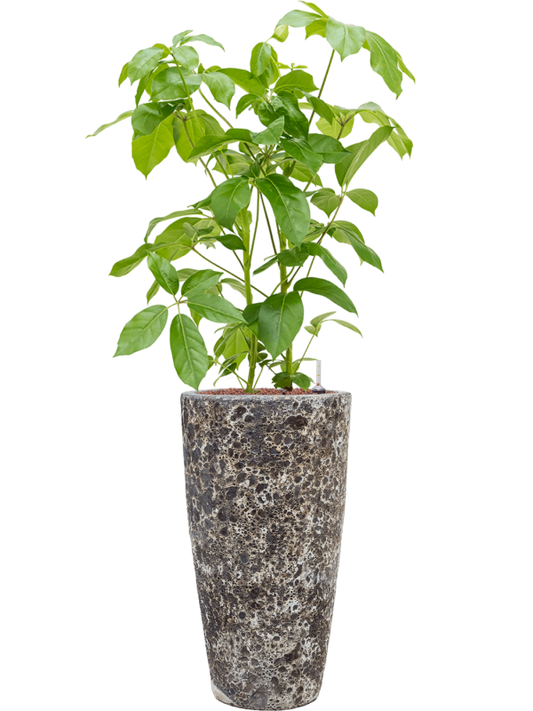 Schefflera actinophylla 'Amate' in Baq Lava Office Plant With Pot 143cm Height 29cm Dia