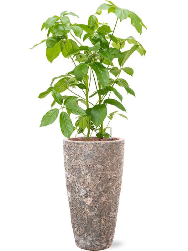 Schefflera actinophylla 'Amate' in Baq Lava Office Plant With Pot 142cm Height 29cm Dia