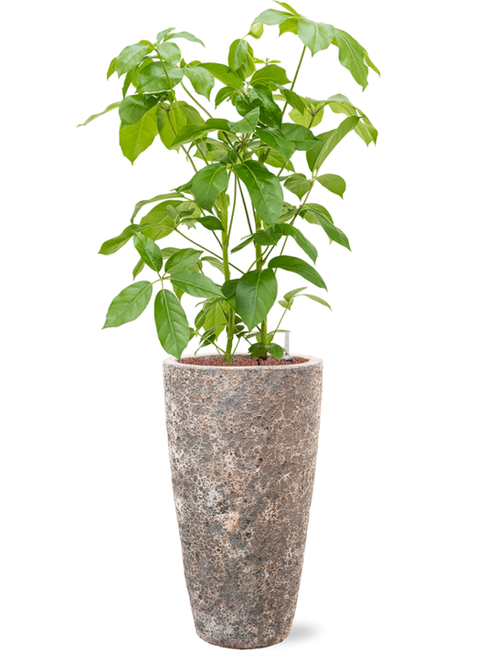 Schefflera actinophylla 'Amate' in Baq Lava Office Plant With Pot 142cm Height 29cm Dia