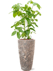 Schefflera actinophylla 'Amate' in Baq Lava Office Plant With Pot 142cm Height 29cm Dia