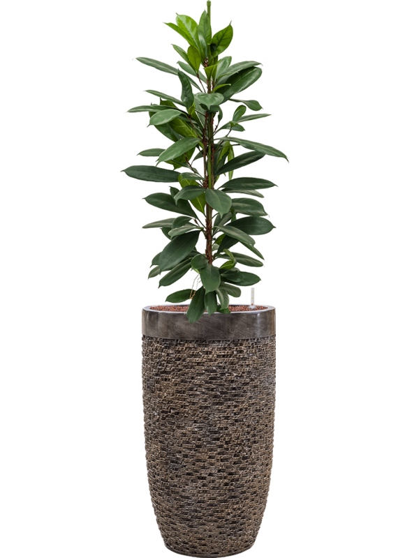 Ficus cyathistipula in Baq Luxe Lite Universe Layer Office Plant With Pot 151cm Height 32cm Dia