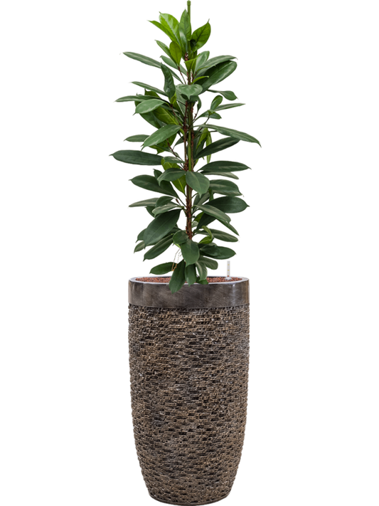 Ficus cyathistipula in Baq Luxe Lite Universe Layer Office Plant With Pot 151cm Height 32cm Dia