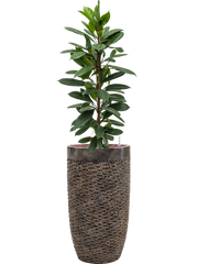 Ficus cyathistipula in Baq Luxe Lite Universe Layer Office Plant With Pot 151cm Height 32cm Dia