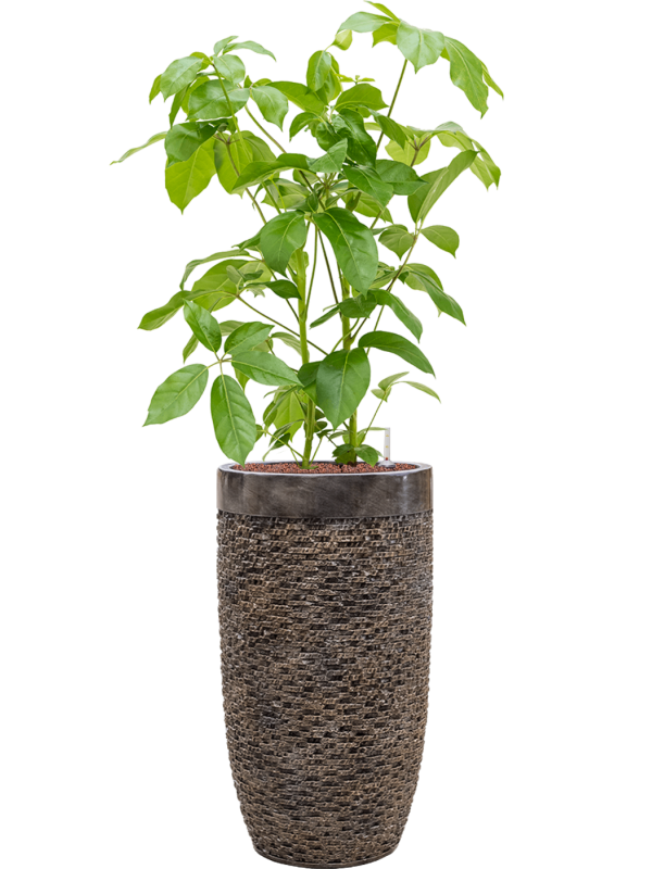 Schefflera actinophylla 'Amate' in Baq Luxe Lite Universe Office Plant With Pot 146cm Height 32cm Dia