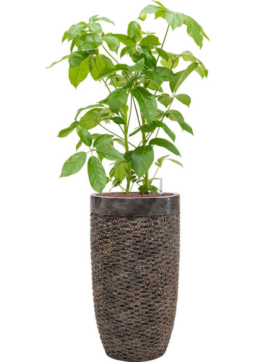 Schefflera actinophylla 'Amate' in Baq Luxe Lite Universe Office Plant With Pot 146cm Height 32cm Dia