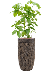 Schefflera actinophylla 'Amate' in Baq Luxe Lite Universe Office Plant With Pot 146cm Height 32cm Dia